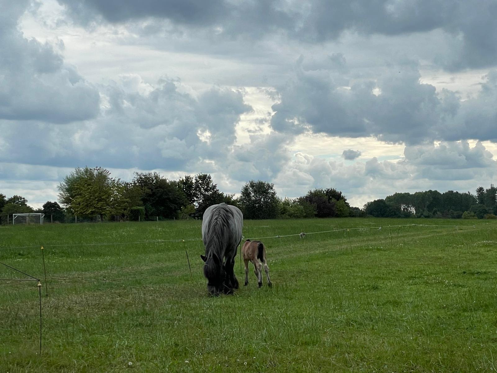 Paard in de weide